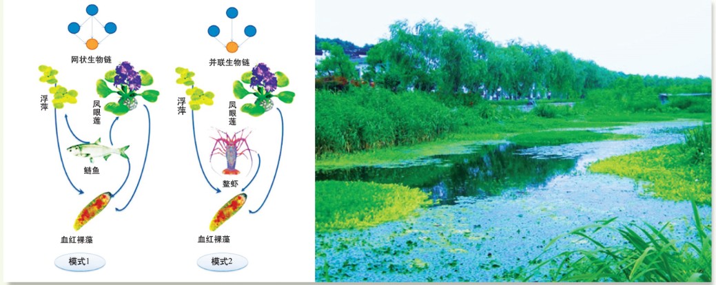 水环境生态修复